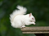 White Albino Squirrel