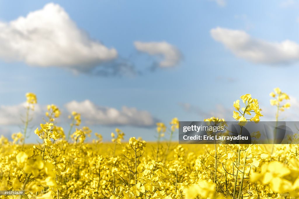 Rapeseed field