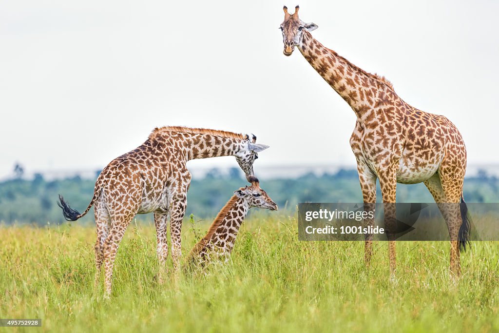 Giraffe Family