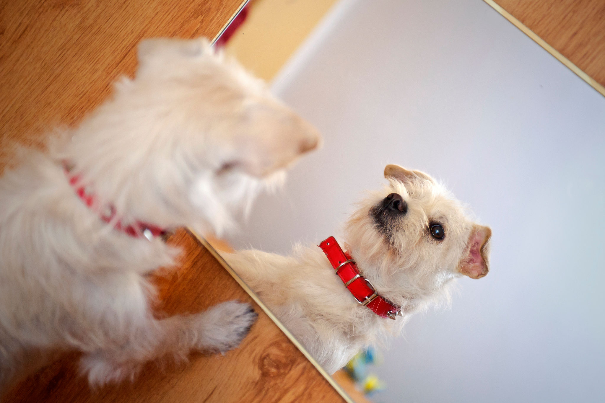 small dog behavior