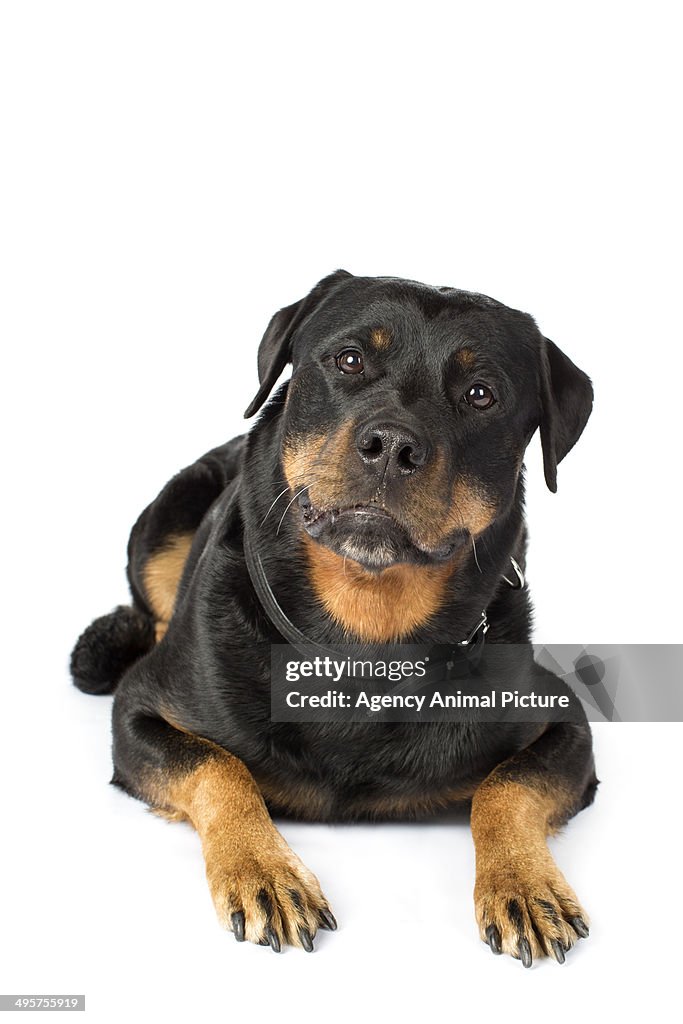 Rottweiler