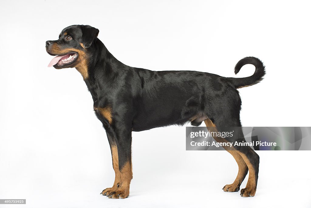 Rottweiler