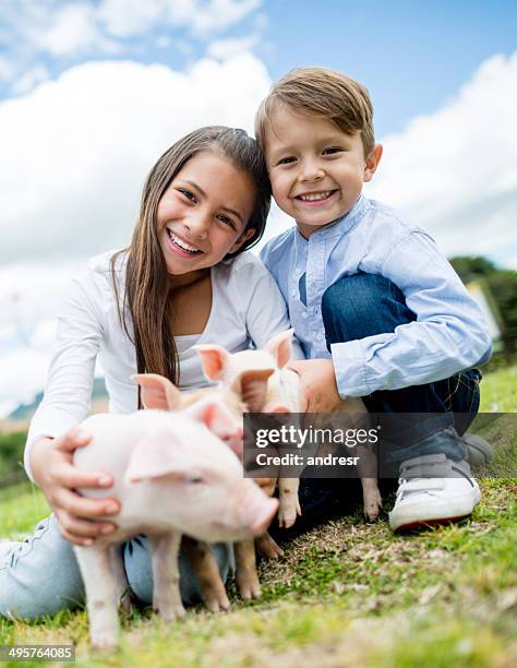 kids with piglets - keutje stockfoto's en -beelden