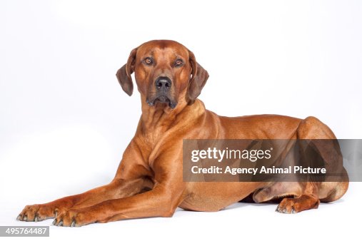 Rhodesian ridgeback Rhodesian ridgeback