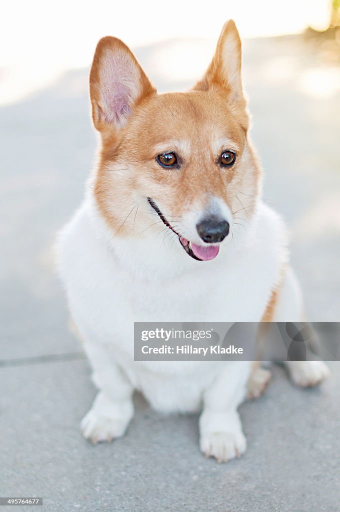 Chubby corgi sitting