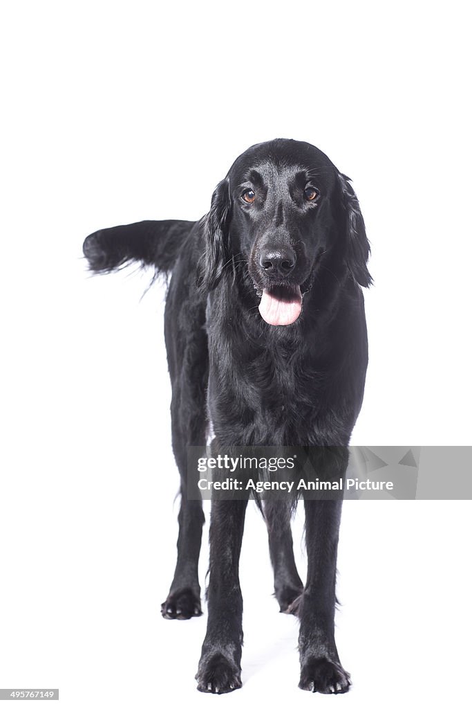 Flat-coated retriever