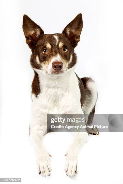 australian kelpie - australian kelpie fotografías e imágenes de stock