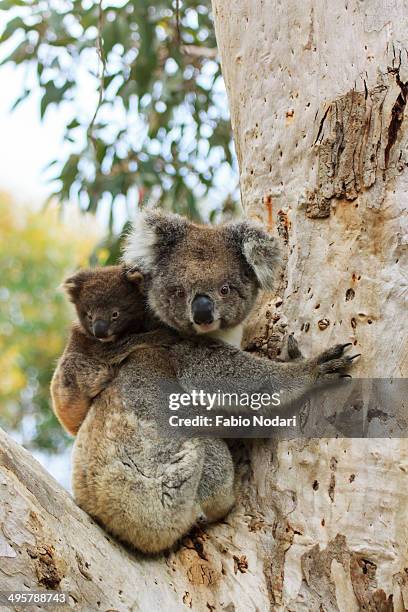 koala with cub on a eucalyptus tree - kangaroo island fotografías e imágenes de stock