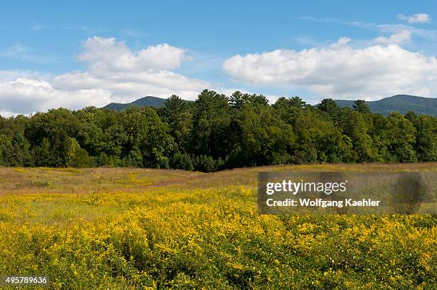 Goldenrod flowers in Cades Cove, Great Smoky Mountains National Park in Tennessee, USA.