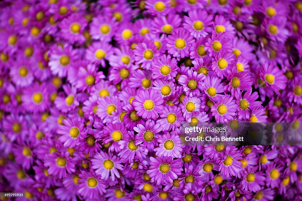 A closeup of vibrant purple flowers