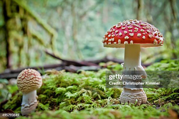 mushrooms - poisonous mushroom fotografías e imágenes de stock