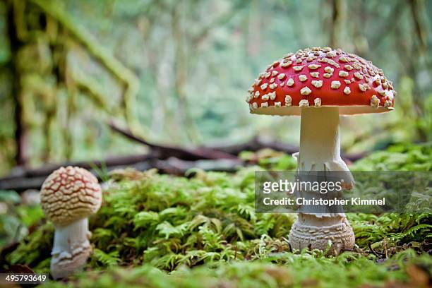 mushrooms - poisonous mushroom stockfoto's en -beelden