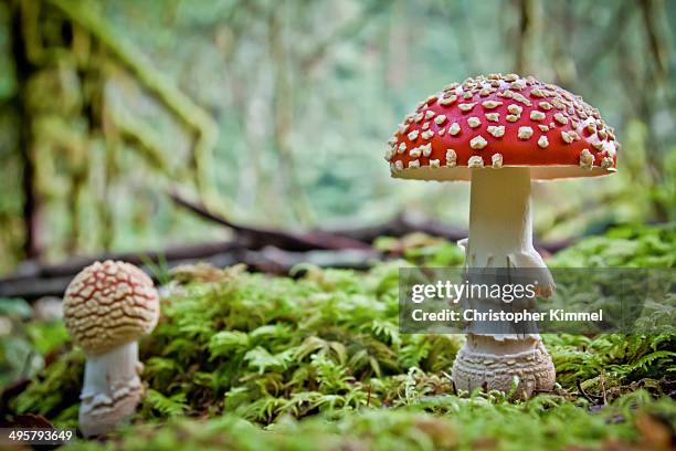 Mushrooms High-Res Stock Photo