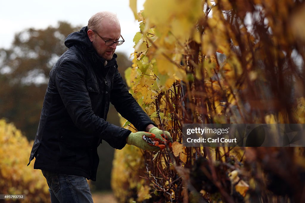 Wine Producers Set To Increase As The Market For British Wine Flourishes