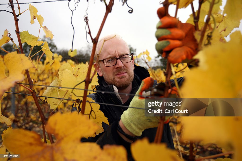 Wine Producers Set To Increase As The Market For British Wine Flourishes