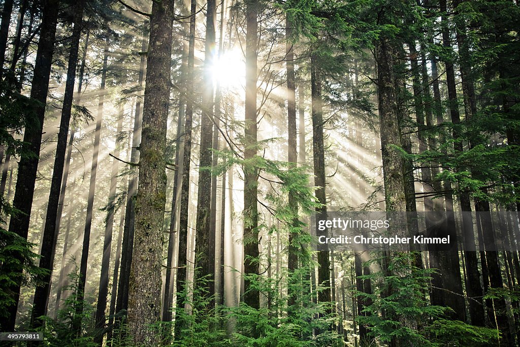 Beams of sunlight shine through a thick forest in British Columbia, Canada.