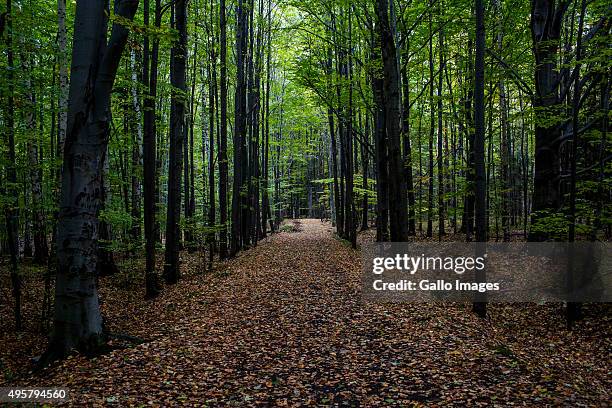 The forest around the Ksiaz Castle on October 20, 2015 in Walbrzych, Poland. The Ksiaz Castle is a part of mysterious underground Nazi city called...