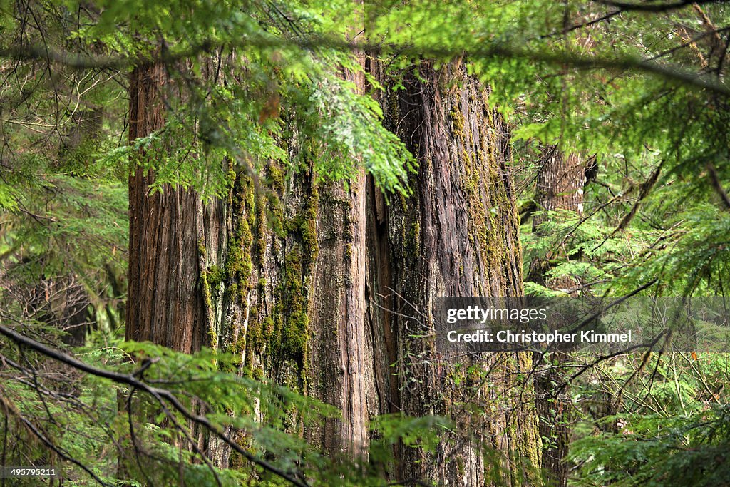 Forest Detail