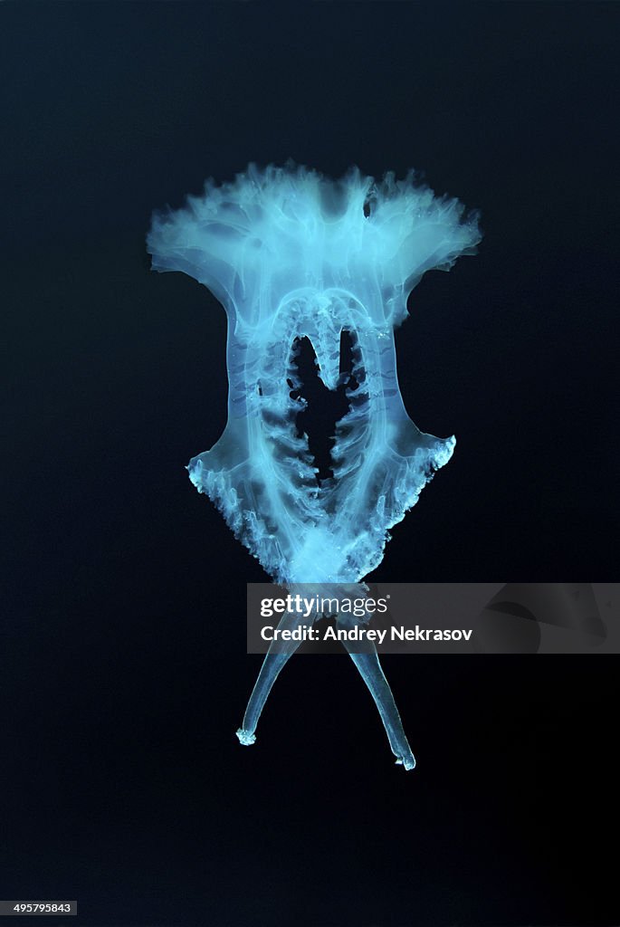Jellyfish -Medusozoa sp.-, unidentified species, Black Sea, Crimea, Ukraine