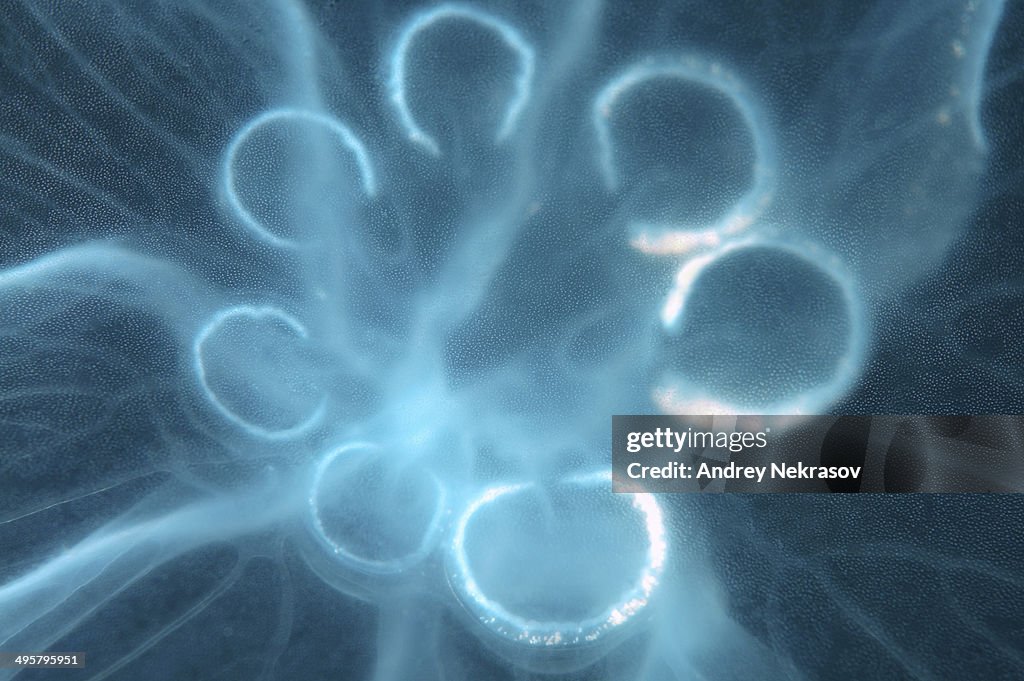 Moon Jellyfish, Saucer Jelly -Aurelia aurita-, genetic mutation with seven gonads instead of four, Black Sea, Crimea, Ukraine