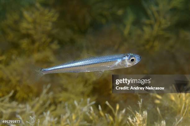 european sprat -sprattus sprattus-, black sea, crimea, ukraine - sprat fish stock pictures, royalty-free photos & images
