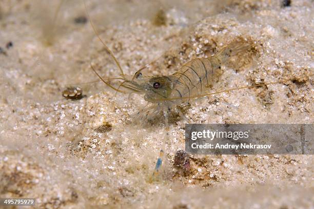 baltic prawn -palaemon adspersus-, black sea, crimea, ukraine - stor räka bildbanksfoton och bilder