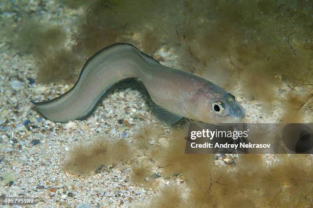 roche?s snake blenny -ophidion rochei-, black sea, crimea, ukraine - black blenny stock pictures, royalty-free photos & images