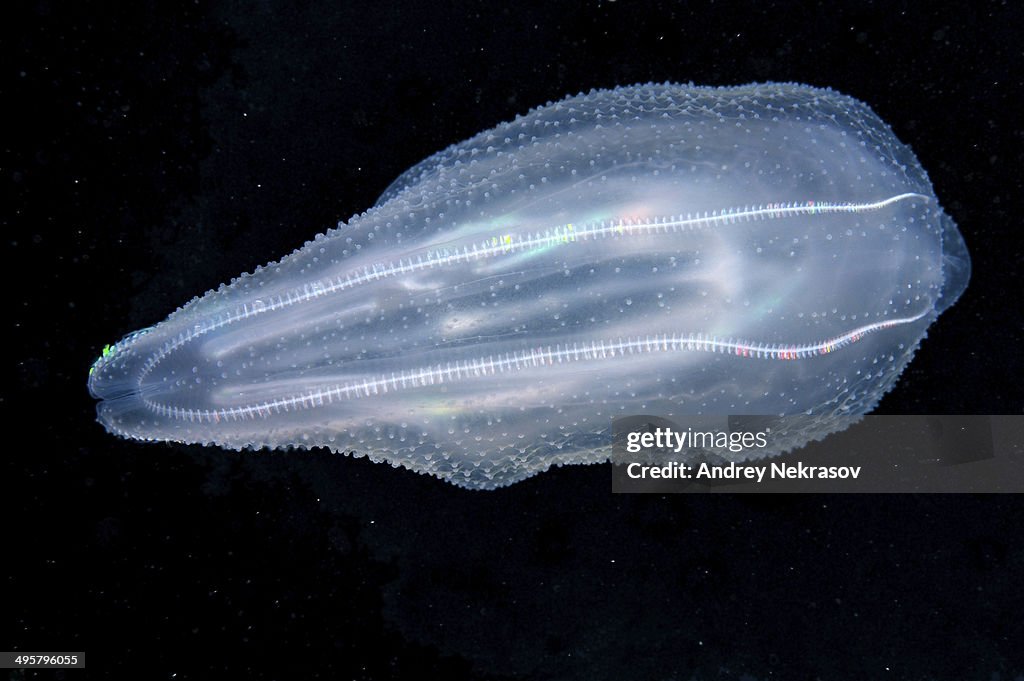 Warty Comb Jelly or Sea Walnut -Mnemiopsis leidyi-, Black Sea, Crimea, Ukraine
