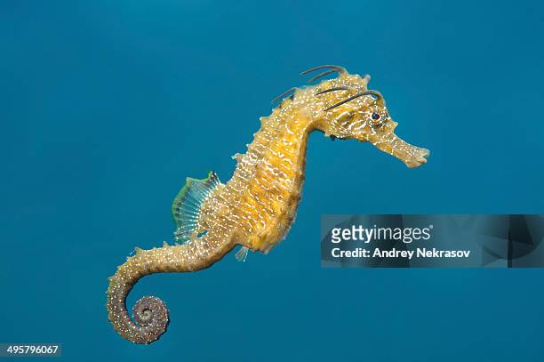 short-snouted seahorse -hippocampus hippocampus-, black sea, crimea, ukraine - sjöhäst bildbanksfoton och bilder