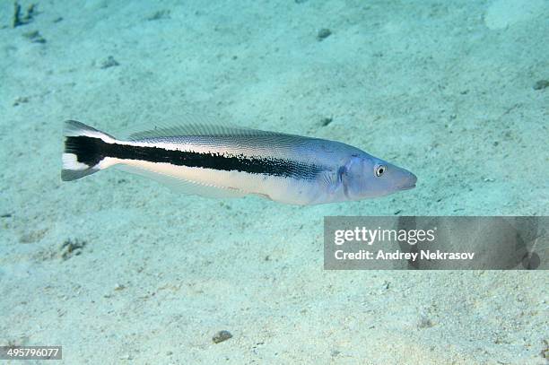 false cleanerfish -aspidontus taeniatus-, red sea, egypt - false cleanerfish stock pictures, royalty-free photos & images