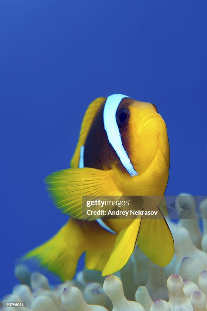 Red Sea Clownfish -Amphiprion bicinctus-, Red Sea, Egypt