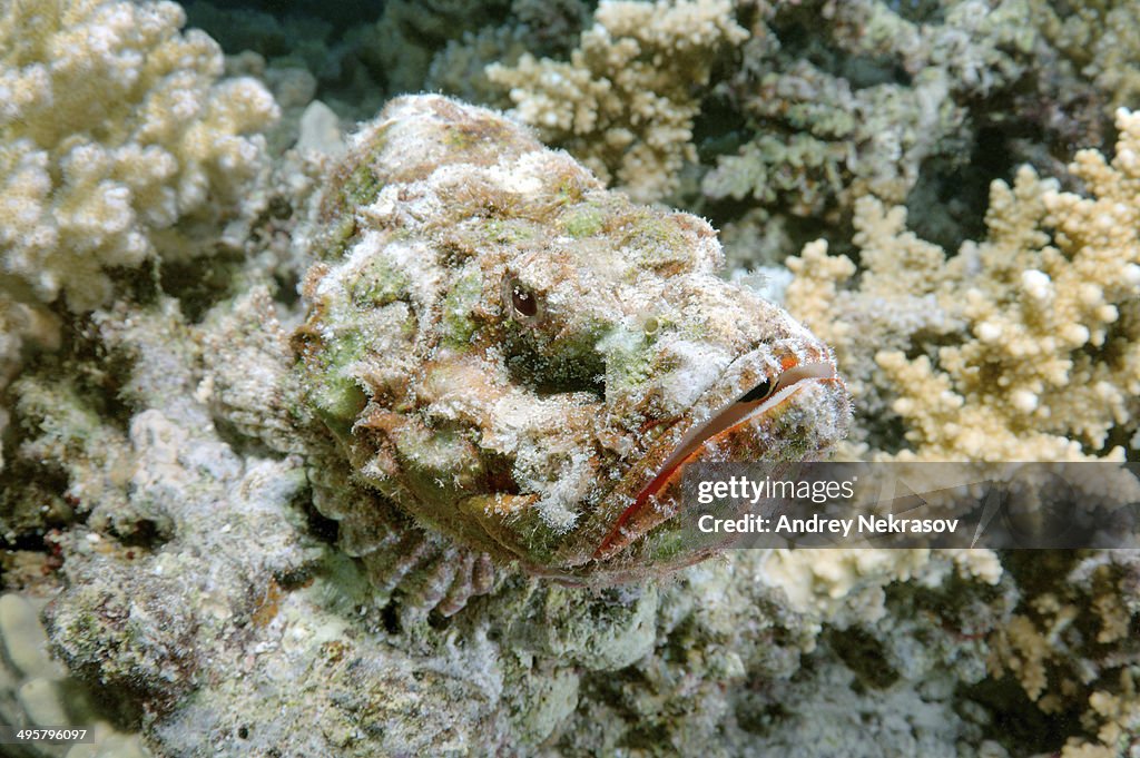 Reef Stonefish -Synanceia verrucosa-, camouflage, Red Sea, Egypt