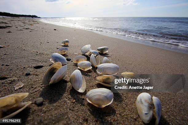 shells on a baltic sea beach, mecklenburg-western pomerania, germany - anette dawn stock pictures, royalty-free photos & images