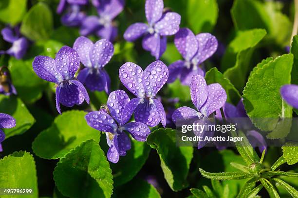 wood violet, sweet violet or garden violet -viola odorata-, flowering, germany - viola odorata stock pictures, royalty-free photos & images