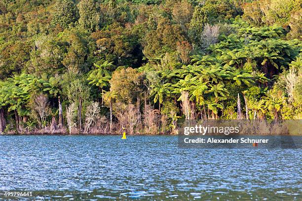 silver ferns -cyathea dealbata- on the shores of lake tikitapu, bay of plenty region, new zealand - bay of plenty region stock pictures, royalty-free photos & images