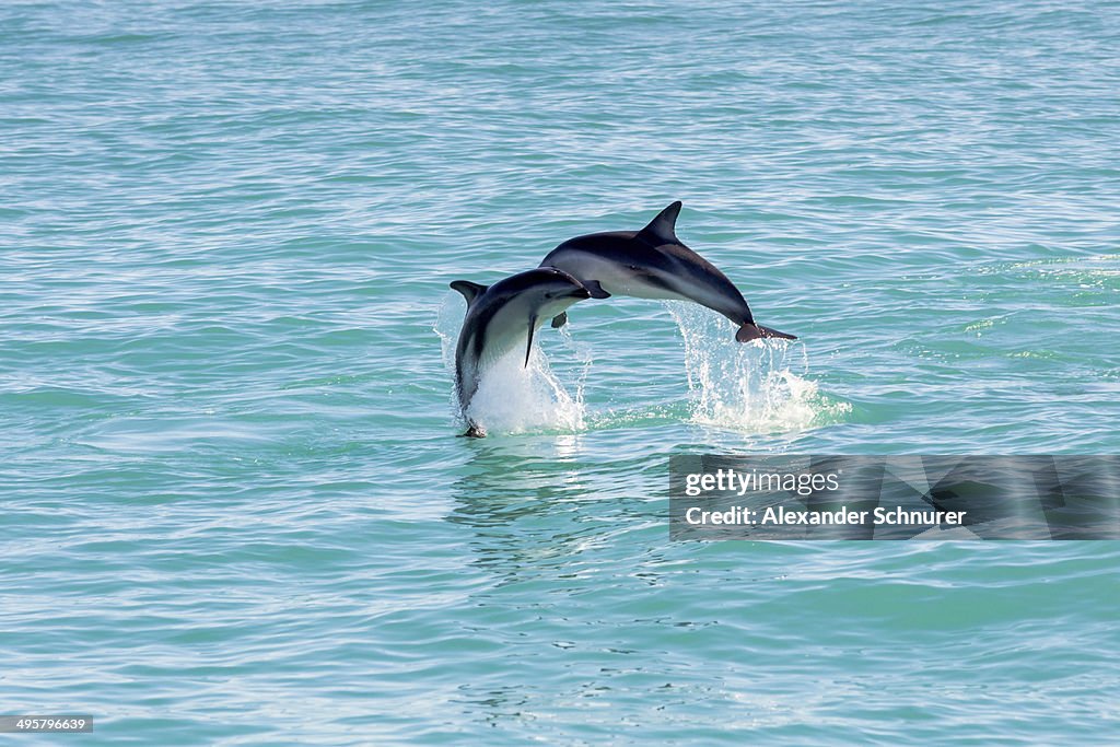 Two Hector's Dolphins -Cephalorhynchus hectori- meeting in the air while jumping out of the water, Ferniehurst, Canterbury Region, New Zealand