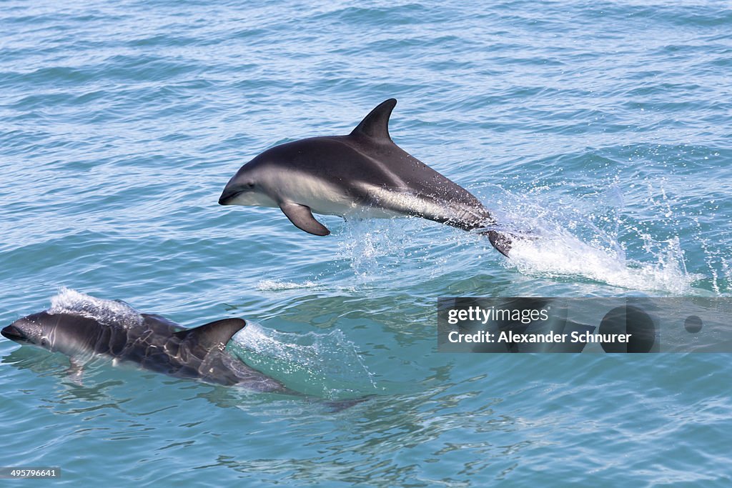 Hector's Dolphins -Cephalorhynchus hectori- jumping out of the water, Ferniehurst, Canterbury Region, New Zealand