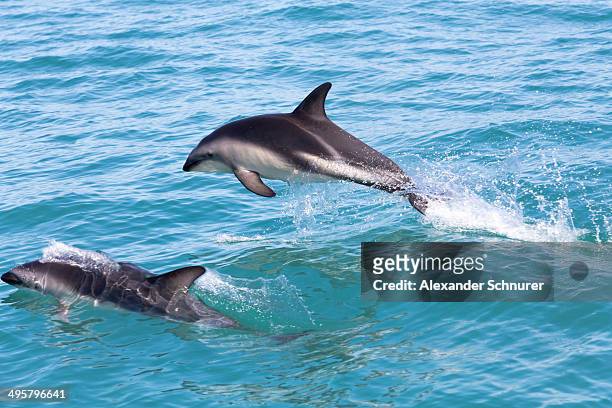 hector's dolphins -cephalorhynchus hectori- jumping out of the water, ferniehurst, canterbury region, new zealand - hector dolphin stock pictures, royalty-free photos & images