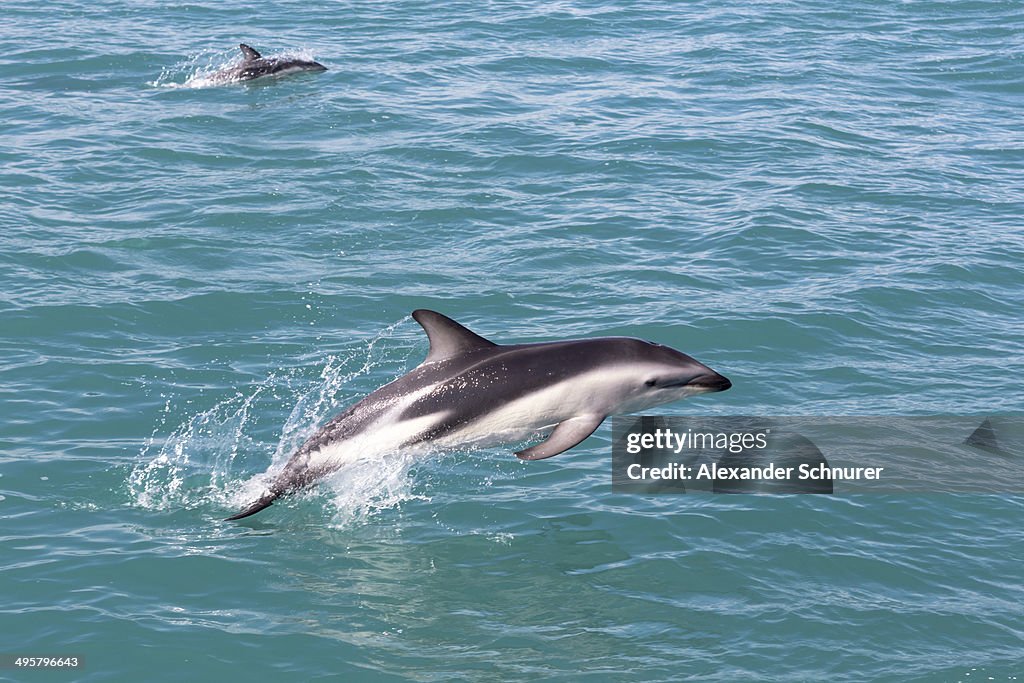 Hector's Dolphin -Cephalorhynchus hectori- jumping out of the water, Ferniehurst, Canterbury Region, New Zealand
