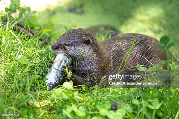 asian short-clawed otter -aonyx cinerea- eating a fish, northwood, christchurch, canterbury region, new zealand - christchurch región de canterbury fotografías e imágenes de stock