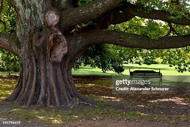 a park bench under a huge old elm -ulmus glabra- in hagley park, christchurch central, christchurch, canterbury region, new zealand - ulmaceae stock pictures, royalty-free photos & images