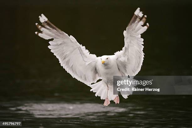 herring gull -larus argentatus- flying above water, lauvsnes, flatanger, nord-trondelag, trondelag, norway - flatanger stock pictures, royalty-free photos & images