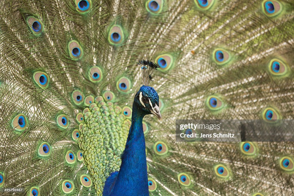 Indian Peafowl or Blue Peafowl -Pavo cristatus-, male displaying, North Rhine-Westphalia, Germany