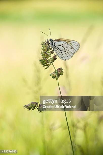 black-veined white butterfly -aporia crataegi- on cock's-foot or orchard grass -dactylis glomerata-, thuringia, germany - groot geaderd witje stockfoto's en -beelden
