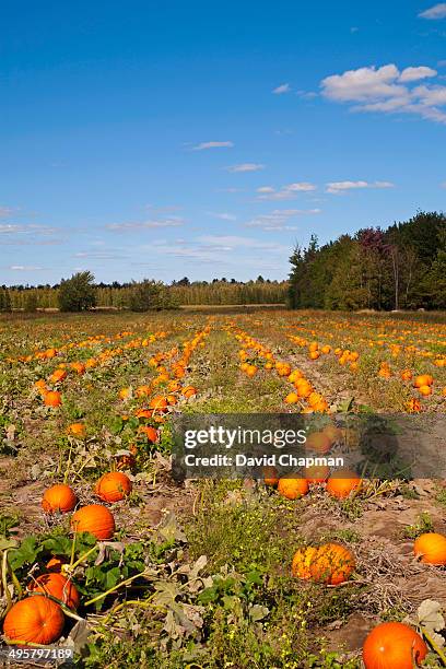 pumpkins in the field at harvest time, granby, eastern townships, quebec province, canada - eastern townships quebec stock pictures, royalty-free photos & images