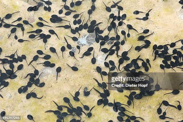 tadpoles of the common toad -bufo bufo- in a muddy puddle, allgau, bavaria, germany - tadpole stock pictures, royalty-free photos & images