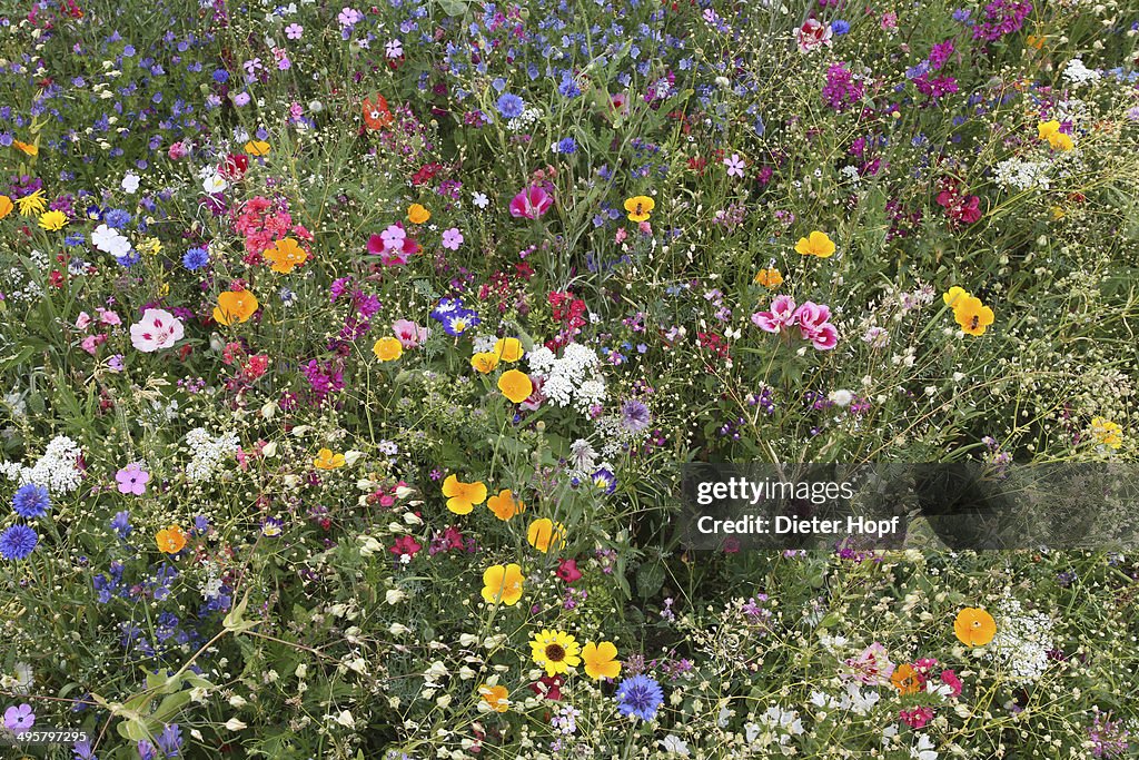 Blooming colourful flower meadow, garden sowing, Allgau, Bavaria, Germany