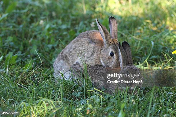 11 Mating Rabbits Stock Photos, High-Res Pictures, and Images - Getty ...