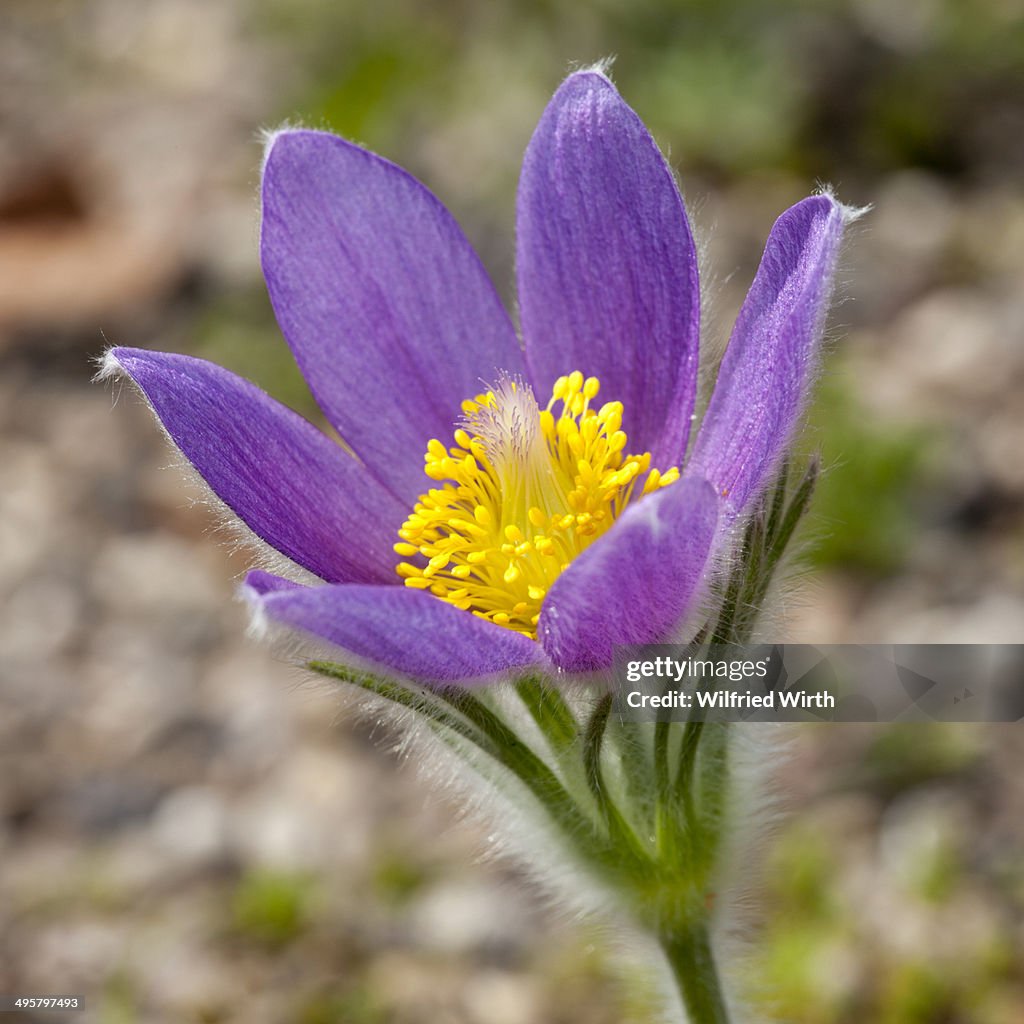 Pasque Flower -Pulsatilla vulgaris-