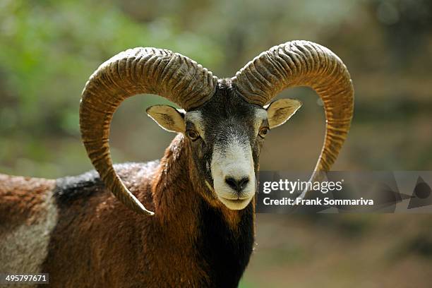 Muflong 40 Muflon Stock Photos, High-Res Pictures, and Images - Getty Images